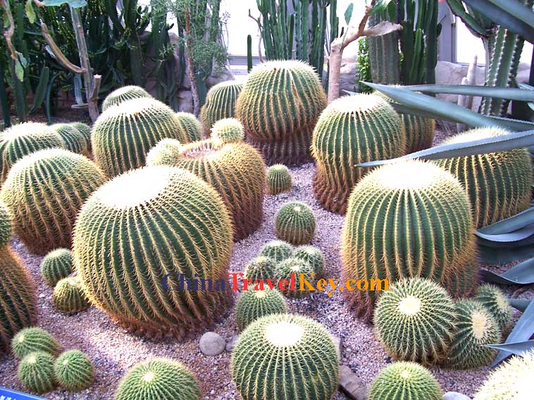 Photo of Beijing Botanical Garden 