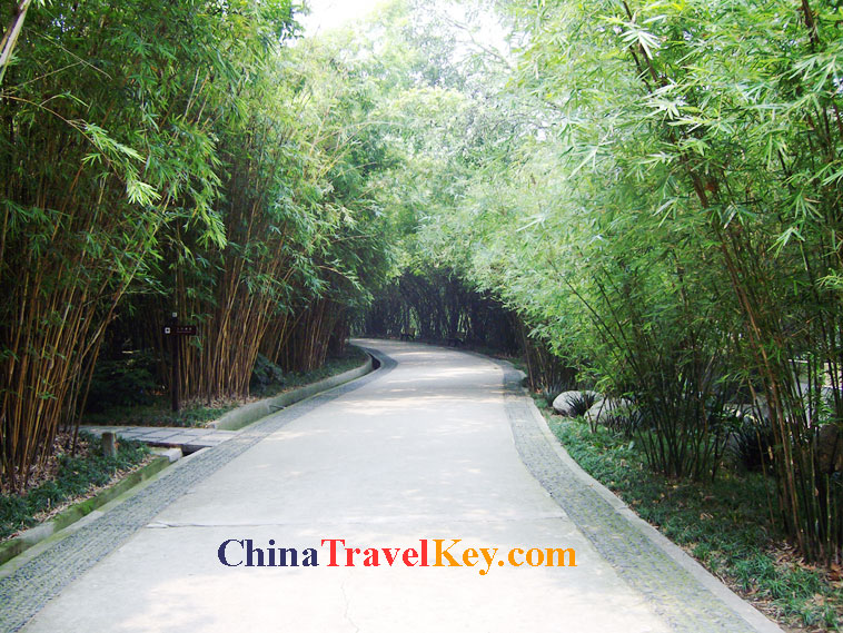 photo of chengdu panda temple