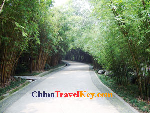 photo of Chengdu Panda Base