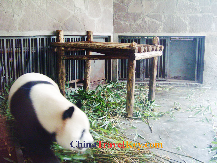 photo of chengdu panda temple