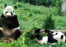 Chongqing Zoo