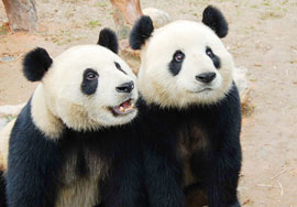Chimelong Safari Park