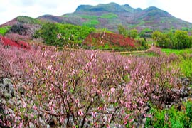 photo of Guilin Xing'an Gongcheng Peach Garden of Daling Mountain