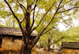 photo of Guilin Ancient Gingkgo Forest