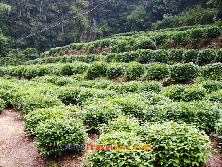 phtoo of hangzhou tea garden