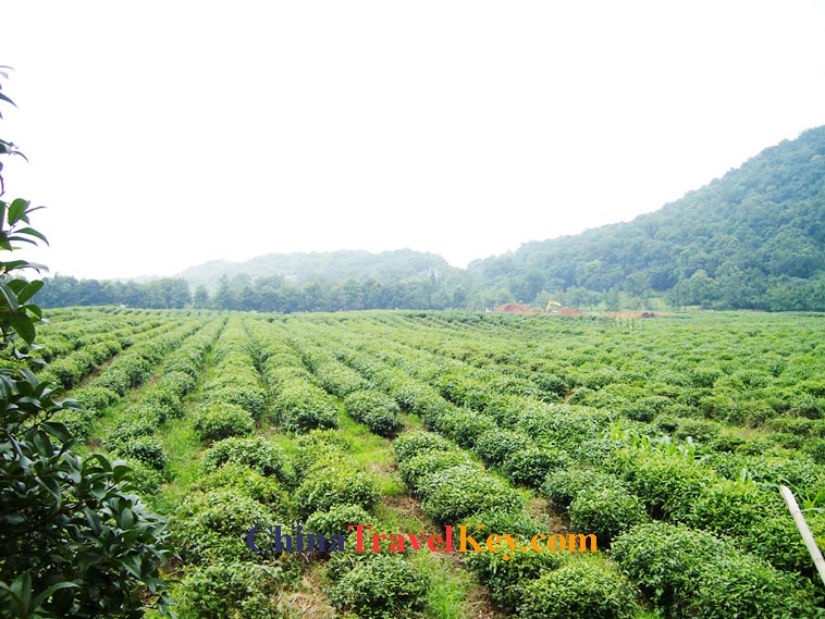 phtoo of hangzhou tea garden