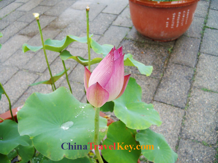 photo of kaifeng iron pagoda park