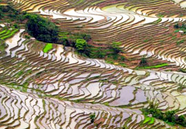terraced-fields