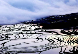 terraced-fields