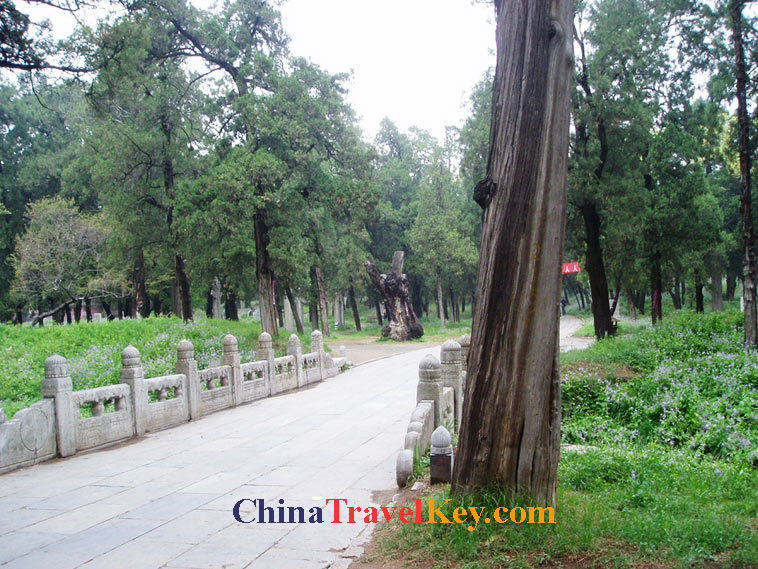 photo of qufu cemetery of confucius 