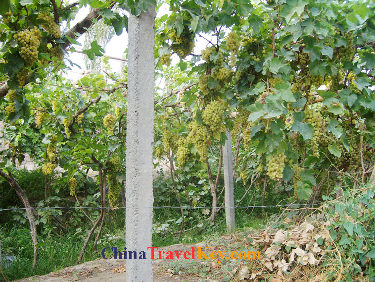 photo of turpan grape