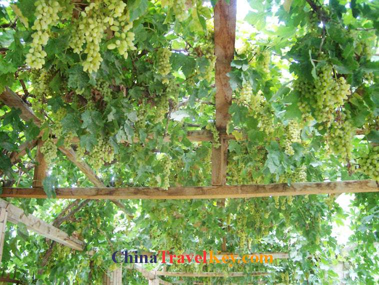 photo of turpan grape