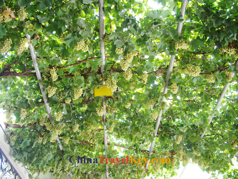 photo of turpan grape