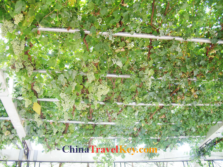 photo of turpan grape