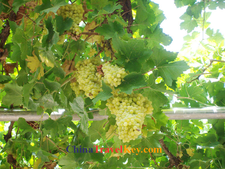 photo of turpan grape