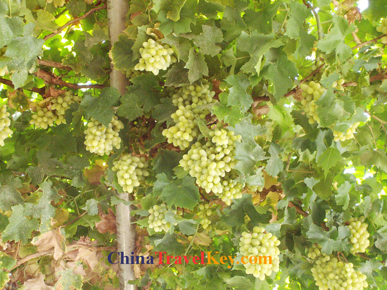 photo of turpan grape