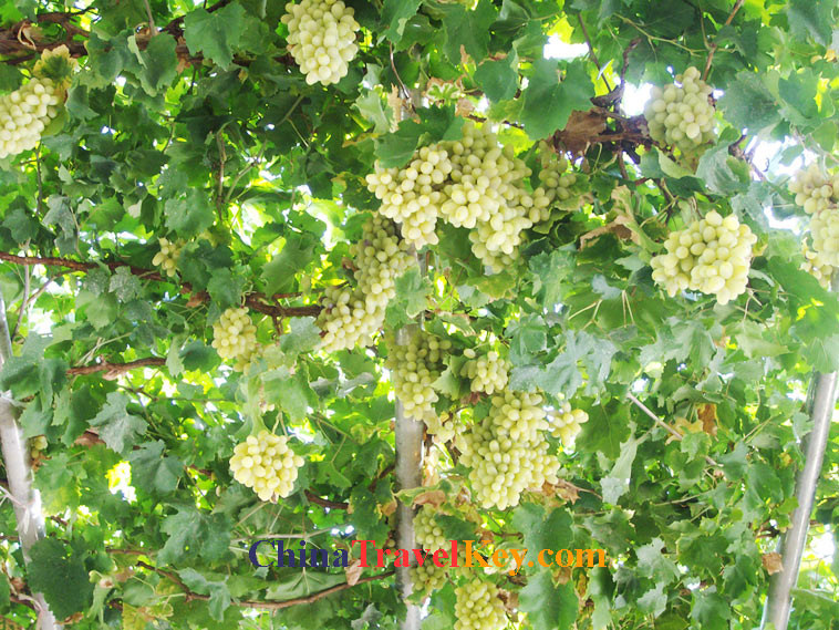 photo of turpan grape