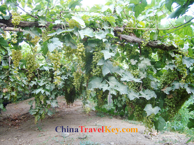 photo of Turpan Local Family