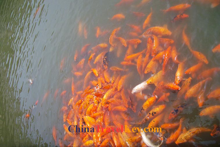 photo of wuxi li garden