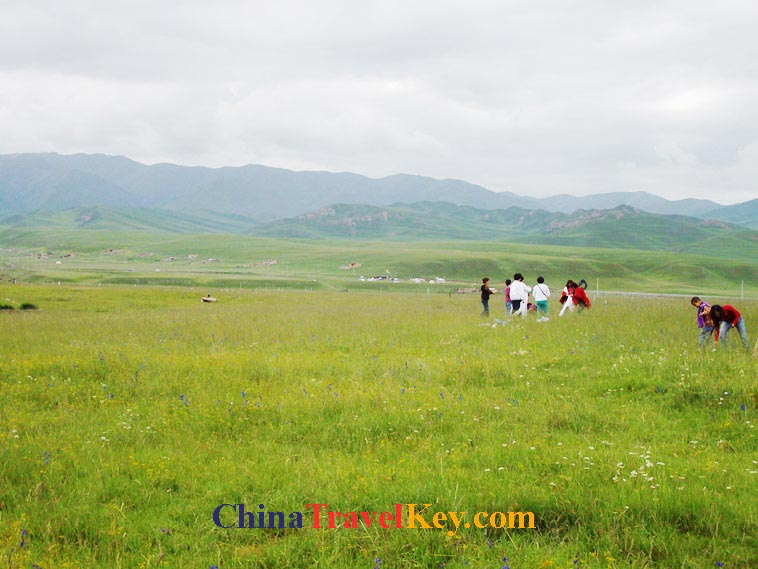 photo of xiahe sangke grassland