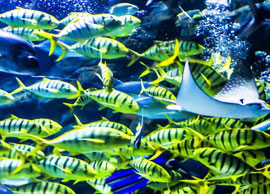 Haichang Polar Ocean World